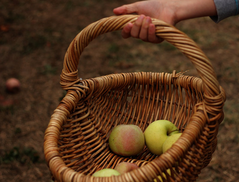 apple picking basket
